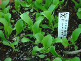 結球レタス2012.11.29