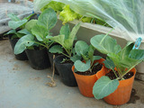 キャベツ2011.04.26