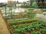 区民農園2011.05.01
