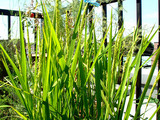 コシヒカリバルコニー菜園09.08.28.jpg