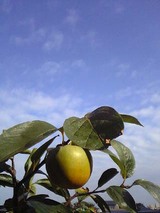 kaki
