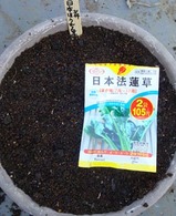 日本ホウレンソウ2010.03.14.jpg