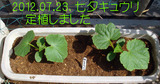 七夕キュウリ定植2012.07.23