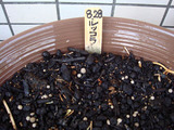 ルッコラ2010.08.28.jpg