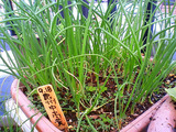 泉州中高黄タマネギ2011.11.10.