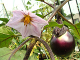 賀茂茄子2012.07.30