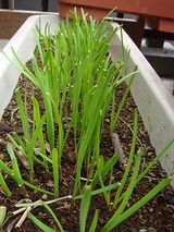 ニラ2010.03.23.jpg