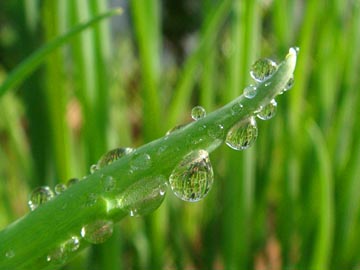 長ネギ2010.04.14.jpg