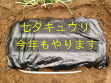七夕キュウリ2013.06.24.
