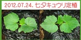 2012.07.24.七夕キュウリ区民農園