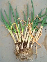 長ネギ収穫2010.03.09.jpg