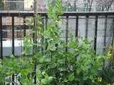 赤花さやえんどう2010.04.05.jpg