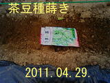 茶豆種蒔き2011.04.29