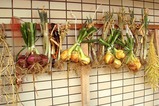 吊るしタマネギ08.05.23.jpg