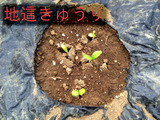 地這きゅうり201307.11.