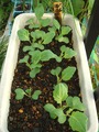 四季蒔きキャベツ2011.11.21.