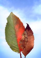 桜紅葉