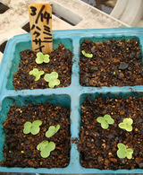 ミニハクサイ発芽2010.03.20.jpg