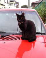 黒猫06.10.14.