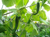 七夕キュウリ2012.08.23