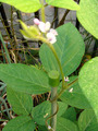 蔓化エダマメ2010.08.27.jpg