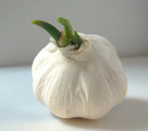 ニンニク2012.12.17