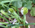 再生ネギ2013.04.02