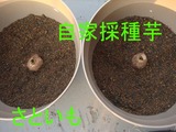 サトイモ植え込み2010.04.06.jpg