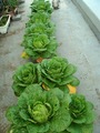 プランター栽培キャベツ2011.11.21.