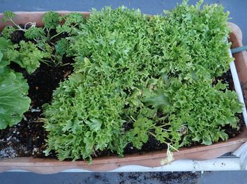 クイックレタス2019.01.22