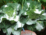 雪キャベツ2010.04.17.jpg