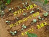 定植キャベツスティックブロッコリーカリフラワー09.08.30.jpg