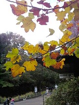 ゆりのき紅葉