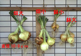 タマネギ大きさ比較