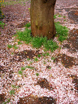 桜2010.04.17.jpg