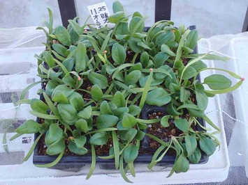 強力オーライ2019.01.20