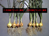 タマネギン収穫プランターの