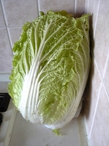 白菜