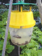 捕虫器