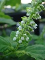 シソ開花2010.09.02.jpg