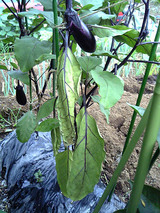 nasu byouki