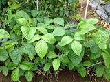 鶴岡のだだ茶豆2013.07.10