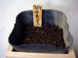 中長ナス種まき2010.03.19.jpg