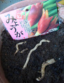 早生ミョウガ2013.04.08