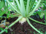 ダイコン2012.10.27