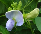四角マメ開花08.08.10.jpg