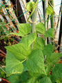 インゲン2010.08.27.jpg