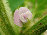 だだ茶豆開花2012.07.26