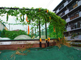 ゴーヤ2010.09.10.jpg