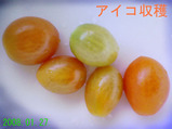 アイコ収穫